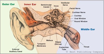Sinus and Ear Disorders That Take Place During Hyperbaric Oxygen Therapy